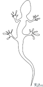salamandra Kolorowanki Do Druku